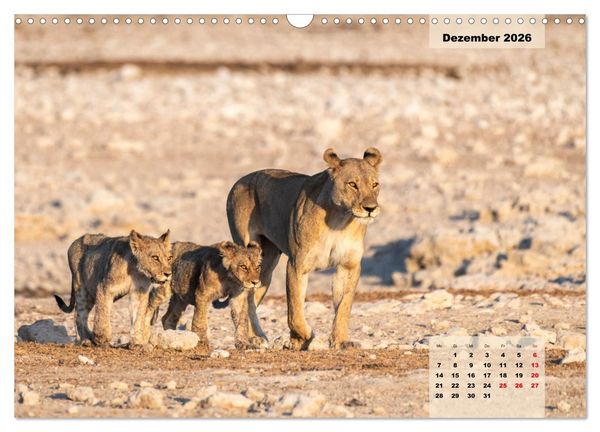 Produktbild: Raubkatzen - L&ouml;we, Gepard, Leopard (Wandkalender 2026 DIN A3 quer), CALVENDO Monatskalender
