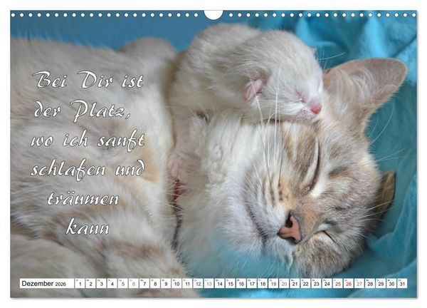 Produktbild: Tierbabies - Spruchkalender (Wandkalender 2026 DIN A3 quer), CALVENDO Monatskalender