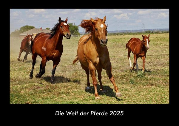 Produktbild: Die Welt der Pferde 2025 Fotokalender DIN A3