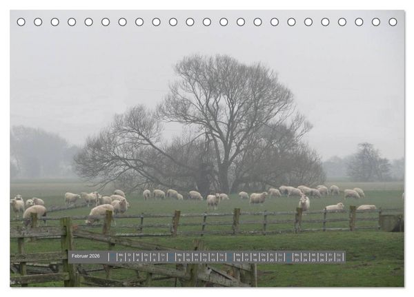 Produktbild: Schottlands Highland Schafe (Tischkalender 2026 DIN A5 quer), CALVENDO Monatskalender