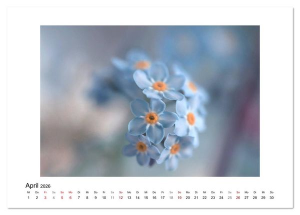Produktbild: Blauer Bl&uuml;tentraum (Tischkalender 2026 DIN A5 quer), CALVENDO Monatskalender
