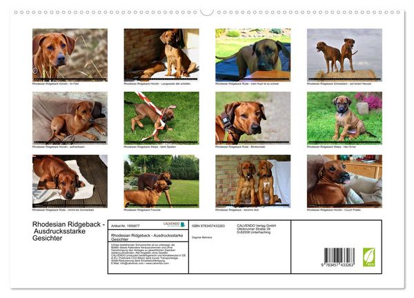 Produktbild: Rhodesian Ridgeback - Ausdrucksstarke Gesichter (hochwertiger Premium Wandkalender 2026 DIN A2 quer), Kunstdruck in Hochglanz