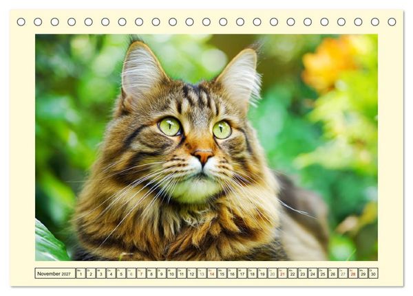 Produktbild: Sch&ouml;ne Katzen. Beliebte Samtpfoten im Garten (Tischkalender 2027 DIN A5 quer), CALVENDO Monatskalender