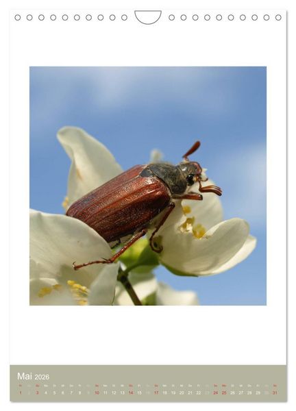 Produktbild: Artenvielfalt der Insekten (Wandkalender 2026 DIN A4 hoch), CALVENDO Monatskalender