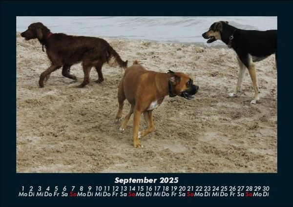 Produktbild: Hundezauber 2025 Fotokalender DIN A5