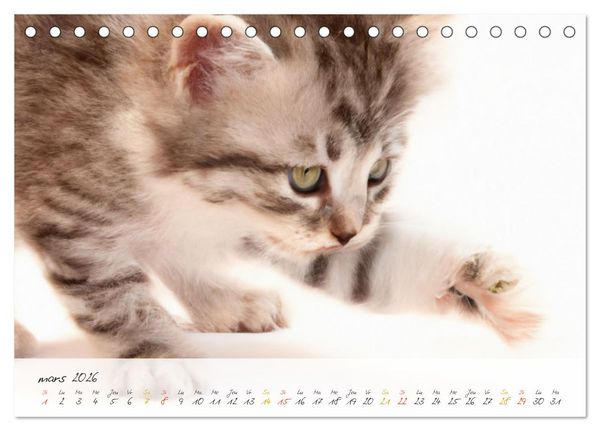 Produktbild: Chatons trop mignons (Calendrier de bureau 2026 DIN A5 vertical), CALVENDO calendrier mensuel