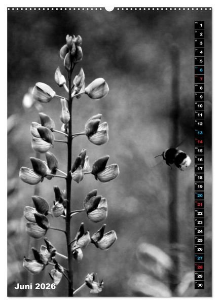 Produktbild: Blumige Graustufen - Schwarz und Wei&szlig; (hochwertiger Premium Wandkalender 2026 DIN A2 hoch), Kunstdruck in Hochglanz