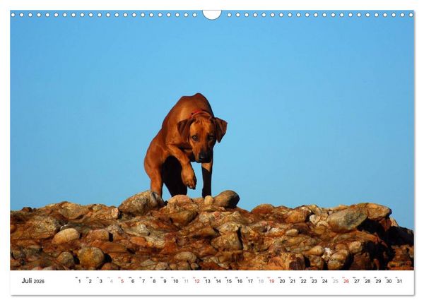 Produktbild: Rhodesian Ridgebacks (Wandkalender 2026 DIN A3 quer), CALVENDO Monatskalender
