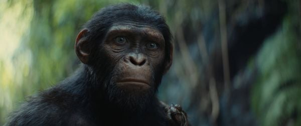 Produktbild: Planet der Affen - New Kingdom (4K Ultra HD) (+ Blu-ray)