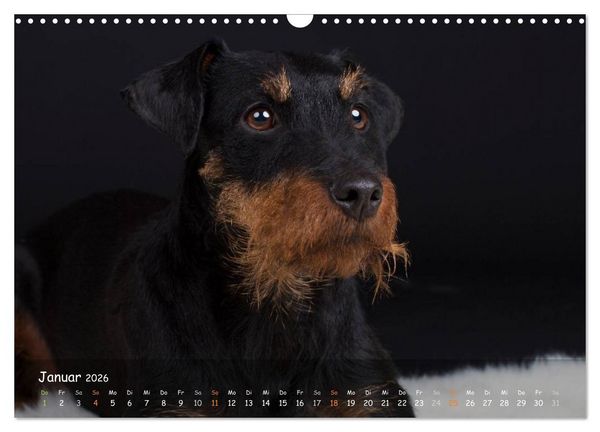Produktbild: Jagdhunde - Treue Waidgesellen (Wandkalender 2026 DIN A3 quer), CALVENDO Monatskalender