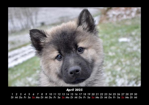 Produktbild: Hunde 2025 Fotokalender DIN A3