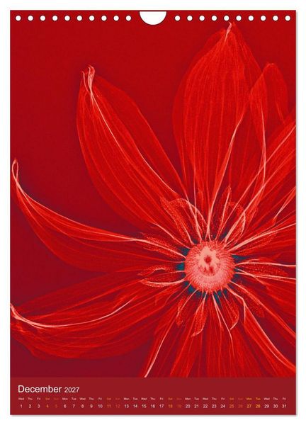 Produktbild: Blossoms between light and colour (Wall Calendar 2027 DIN A4 portrait), CALVENDO 12 Month Wall Calendar