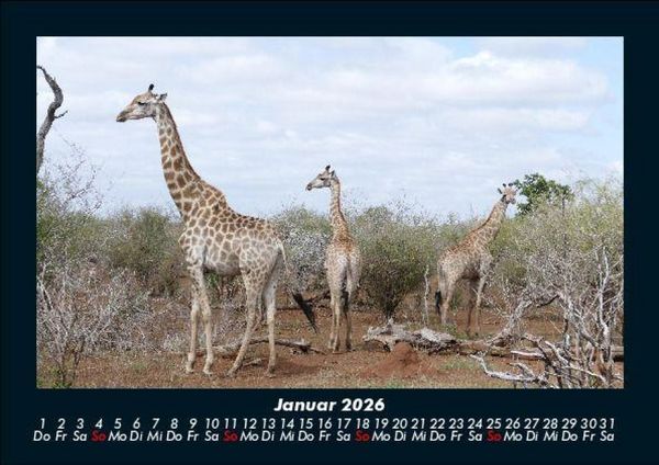 Produktbild: Giraffen 2026 Fotokalender DIN A5