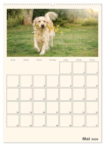Produktbild: Zauberhafte Golden Retriever (hochwertiger Premium Wandkalender 2026 DIN A2 hoch), Kunstdruck in Hochglanz