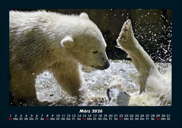 Produktbild: Eisb&auml;ren 2026 Fotokalender DIN A4