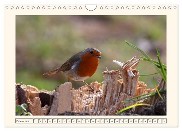 Produktbild: Gefiederte Sch&ouml;nheiten - Das Rotkehlchen (Wandkalender 2026 DIN A4 quer), CALVENDO Monatskalender