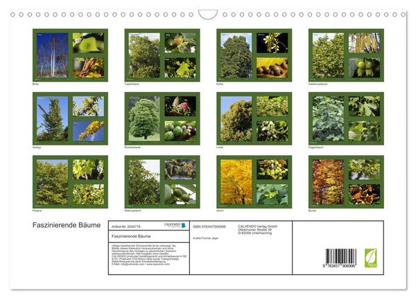 Produktbild: Faszinierende B&auml;ume (Wandkalender 2026 DIN A3 quer), CALVENDO Monatskalender
