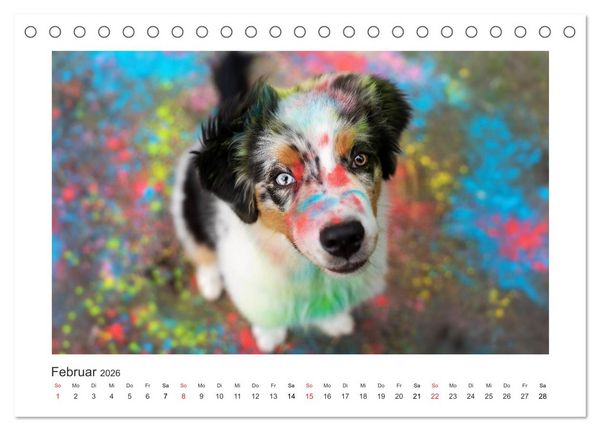 Produktbild: Herzensaussies - Australian Shepherd (Tischkalender 2026 DIN A5 quer), CALVENDO Monatskalender