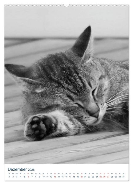 Produktbild: Wilde Katzen - Korsikas Samtpfoten (Wandkalender 2026 DIN A2 hoch), CALVENDO Monatskalender