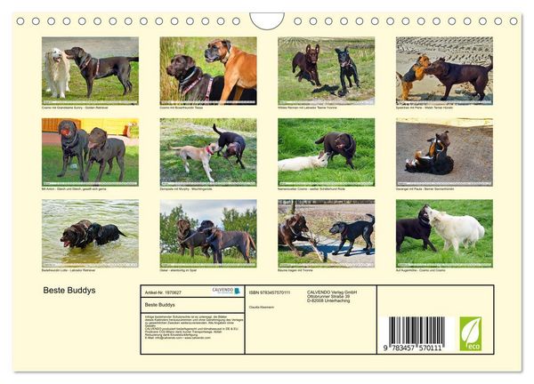 Produktbild: Beste Buddys (Wandkalender 2026 DIN A4 quer), CALVENDO Monatskalender