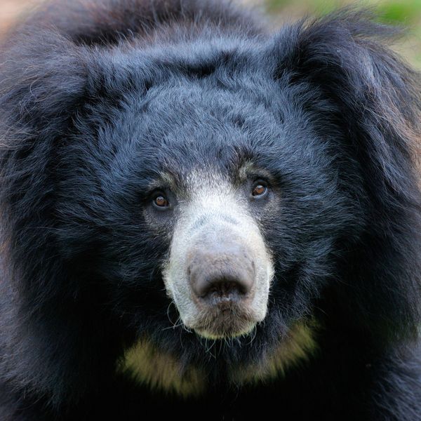 Produktbild: Bears 2027