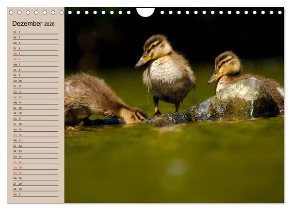 Produktbild: G&auml;nse und Enten. Schnattern, watscheln, quaken! (Wandkalender 2026 DIN A4 quer), CALVENDO Monatskalender