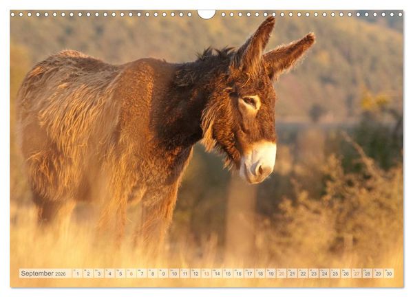 Produktbild: Zauberhafte Esel (Wandkalender 2026 DIN A3 quer), CALVENDO Monatskalender