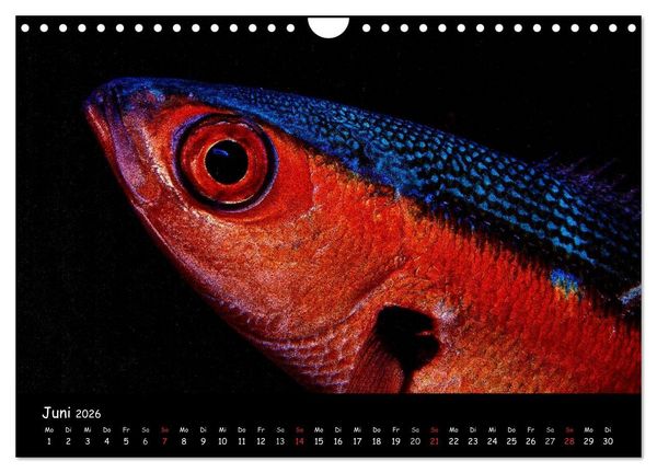 Produktbild: Die Welt unter Wasser (Wandkalender 2026 DIN A4 quer), CALVENDO Monatskalender
