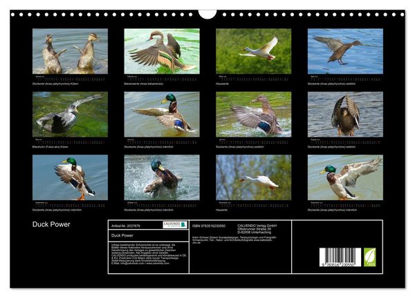 Produktbild: Duck Power (Wandkalender 2026 DIN A3 quer), CALVENDO Monatskalender