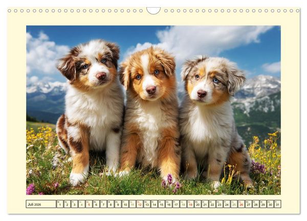 Produktbild: Australian Shepherd. Wanderfreude auf Pfoten im Bergsommer (Wandkalender 2026 DIN A3 quer), CALVENDO Monatskalender