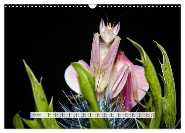Produktbild: Die Orchideen Gottesanbeterin (Wandkalender 2026 DIN A3 quer), CALVENDO Monatskalender