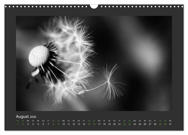 Produktbild: Pflanzen in Schwarz und Wei&szlig; (Wandkalender 2026 DIN A3 quer), CALVENDO Monatskalender