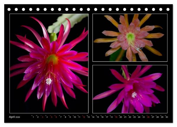Produktbild: Epiphyllum-Hybriden (Tischkalender 2026 DIN A5 quer), CALVENDO Monatskalender