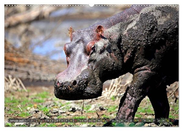 Produktbild: Hippos - Begegnungen in Afrika (hochwertiger Premium Wandkalender 2027 DIN A2 quer), Kunstdruck in Hochglanz