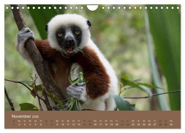 Produktbild: Madagaskars wundersame Tierwelt (Wandkalender 2026 DIN A4 quer), CALVENDO Monatskalender