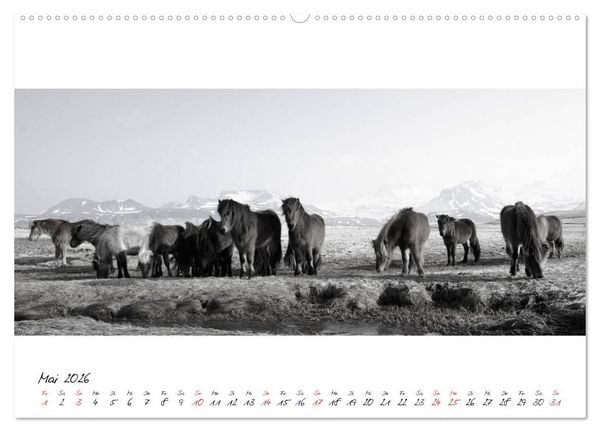 Produktbild: Islandpferde von Brimilsvellir (hochwertiger Premium Wandkalender 2026 DIN A2 quer), Kunstdruck in Hochglanz