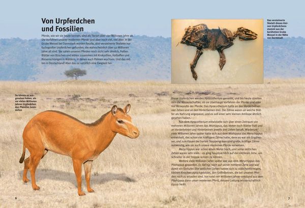Produktbild: Entdecke die Pferde