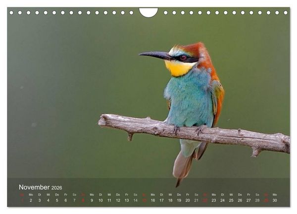 Produktbild: Europ&auml;ische Bienenfresser (Wandkalender 2026 DIN A4 quer), CALVENDO Monatskalender