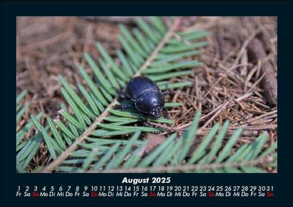 Produktbild: Waldbewohner 2025 Fotokalender DIN A5