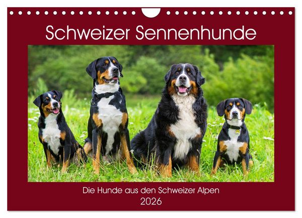 Produktbild: Schweizer Sennenhunde - die Hunde aus den Schweizer Alpen (Wandkalender 2026 DIN A4 quer), CALVENDO Monatskalender