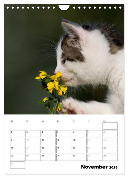 Produktbild: Katzenkinder - Impressionen (Wandkalender 2026 DIN A4 hoch), CALVENDO Monatskalender