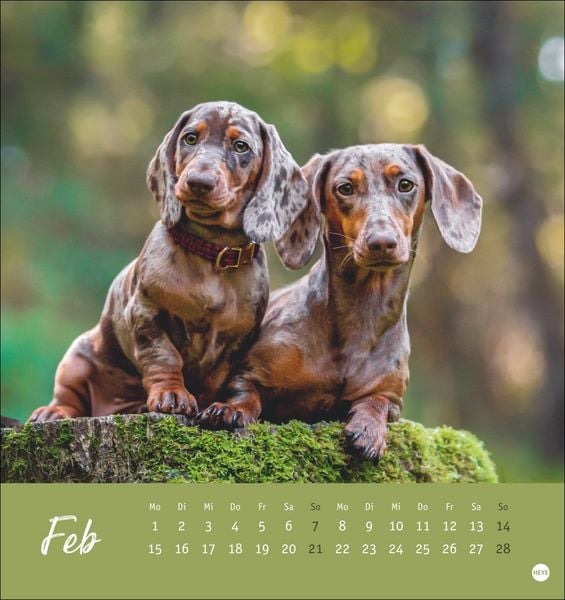 Produktbild: Dackel Postkartenkalender 2027
