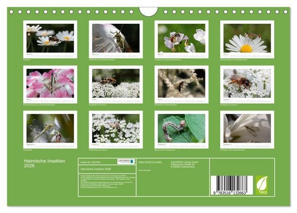 Produktbild: Heimische Insekten 2026 (Wandkalender 2026 DIN A4 quer), CALVENDO Monatskalender