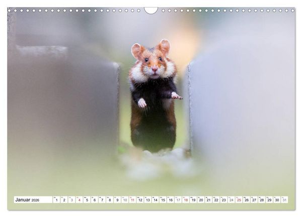 Produktbild: Herzige Feldhamster - farbenfrohe Nagetiere im st&auml;dtischen Lebensraum (Wandkalender 2026 DIN A3 quer), CALVENDO Monatskalender