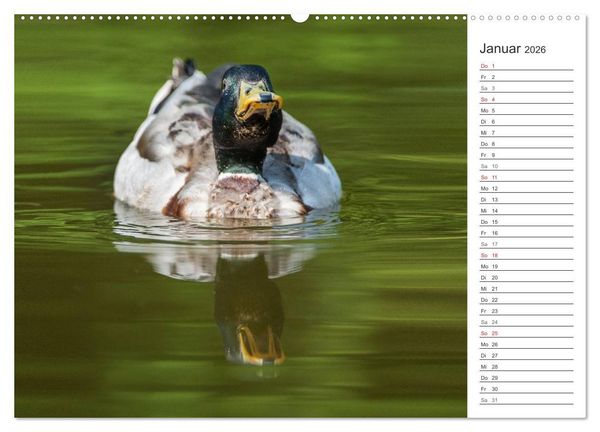 Produktbild: Emotionale Momente: Die Stockente. (Wandkalender 2026 DIN A2 quer), CALVENDO Monatskalender