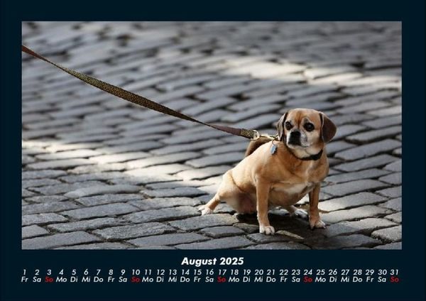 Produktbild: Der Tierkalender 2025 Fotokalender DIN A4