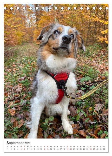 Produktbild: Hermine - Ein Jahr mit einem Mini Australian Shepherd (Tischkalender 2026 DIN A5 hoch), CALVENDO Monatskalender