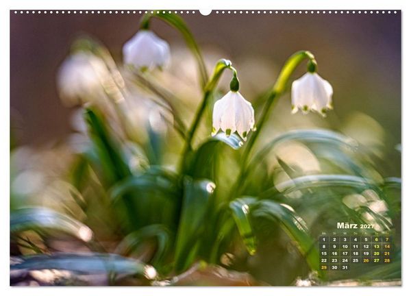 Produktbild: Waldspazierg&auml;nge: Entspannen - Kraft tanken - Besinnen auf sich selbst (Wandkalender 2027 DIN A2 quer), CALVENDO Monatskalender
