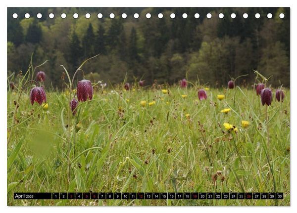 Produktbild: Die Schachbrettblume (Tischkalender 2026 DIN A5 quer), CALVENDO Monatskalender