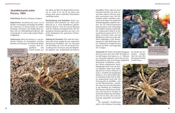 Produktbild: Zwergvogelspinnen
